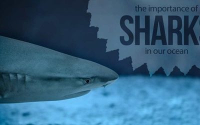 The Importance of Sharks in our Oceans
